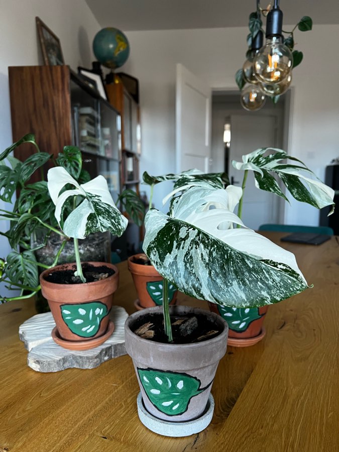 Monstera Variegata 🪴 4