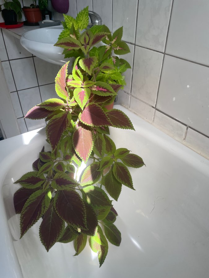 Koleus blumego 3