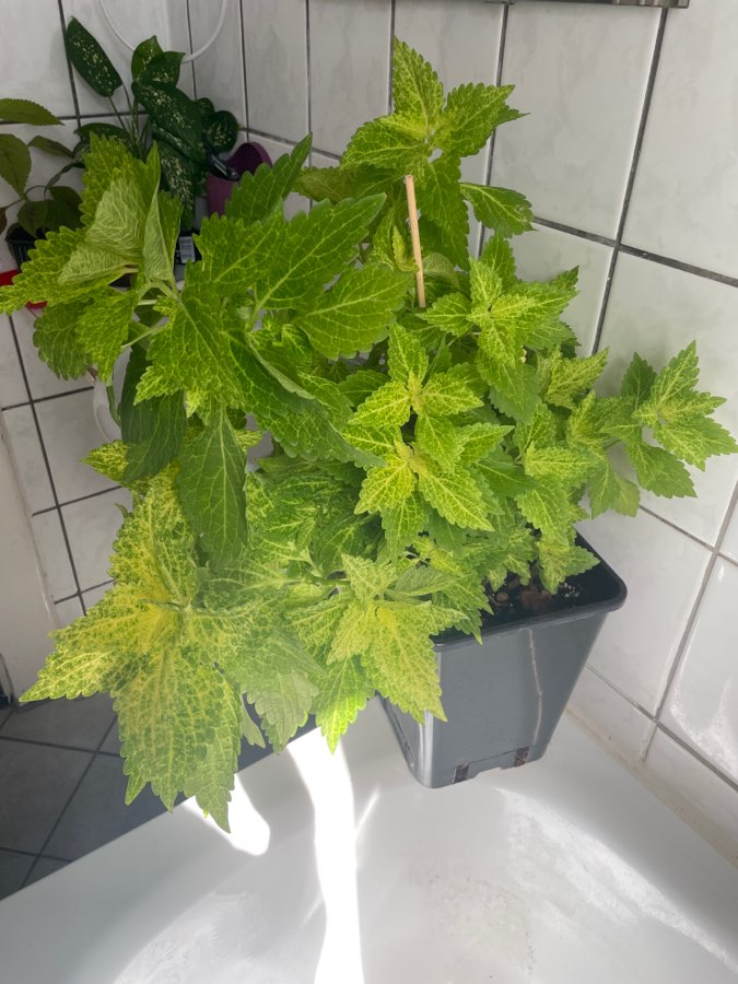 Koleus blumego 4
