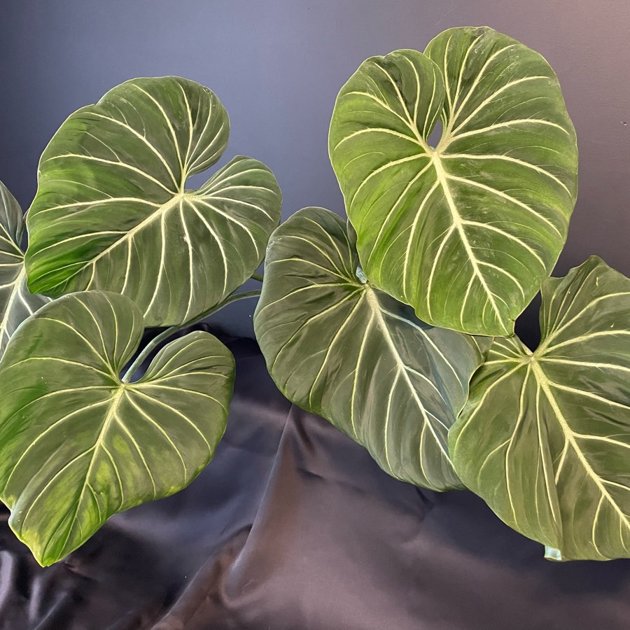 Philodendron Gloriosum