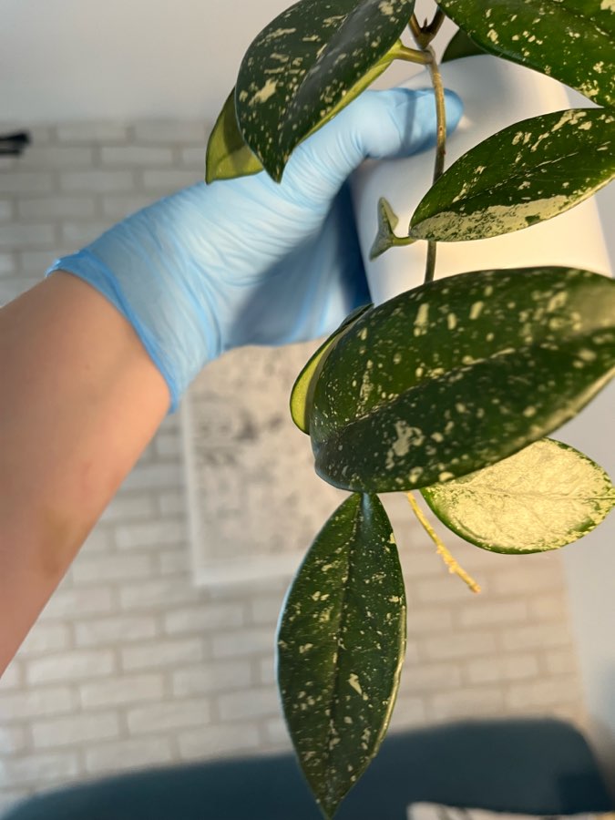 Hoya Wilbur Graves 2