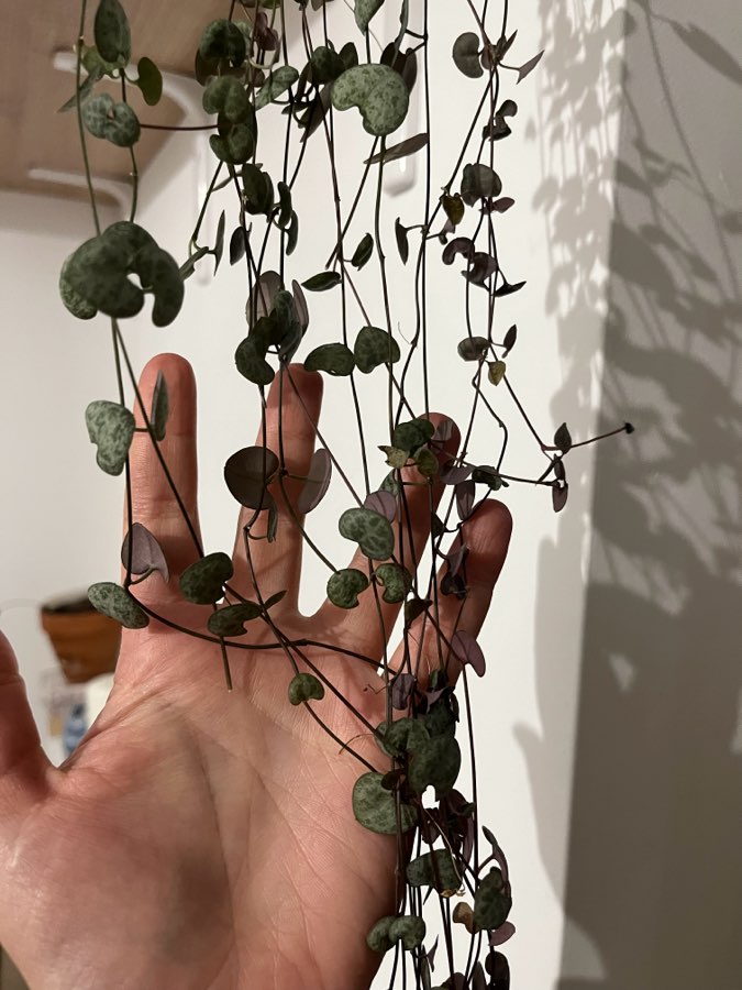 Ceropegia woodi 3