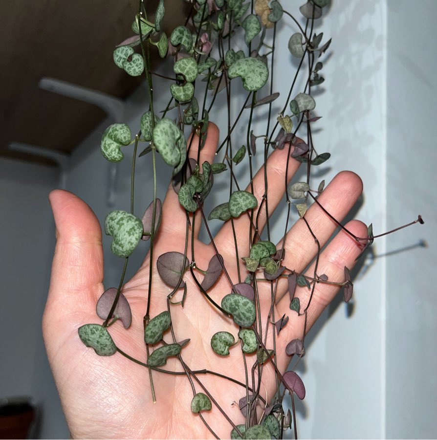 Ceropegia woodi