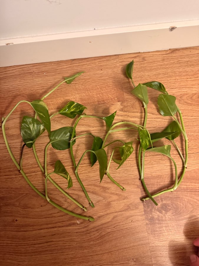 Epipremnum aureum sadzonki 4