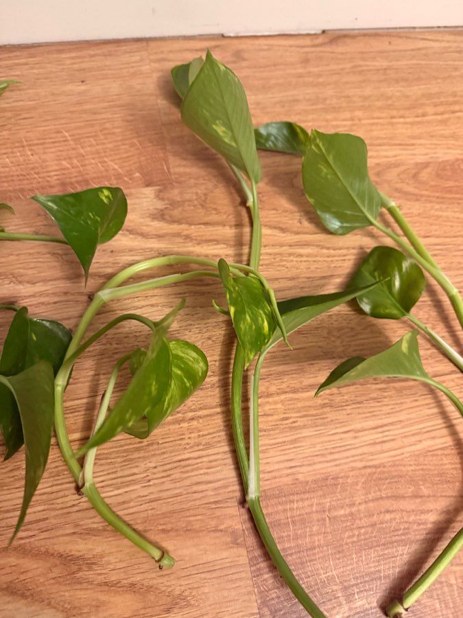 Epipremnum aureum sadzonki 3