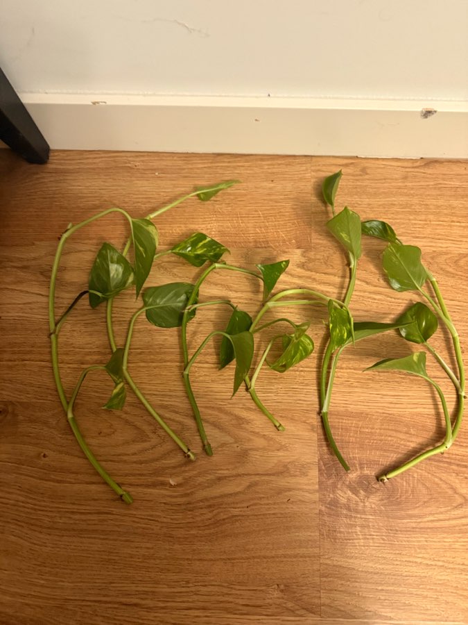 Epipremnum aureum sadzonki 2