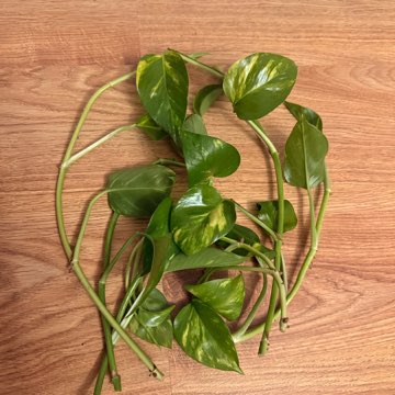 Epipremnum aureum sadzonki