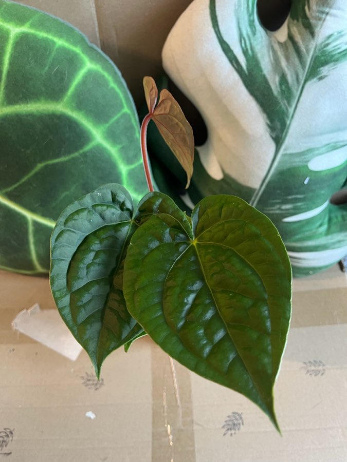 Anthurium Magnificum x Luxurians 3