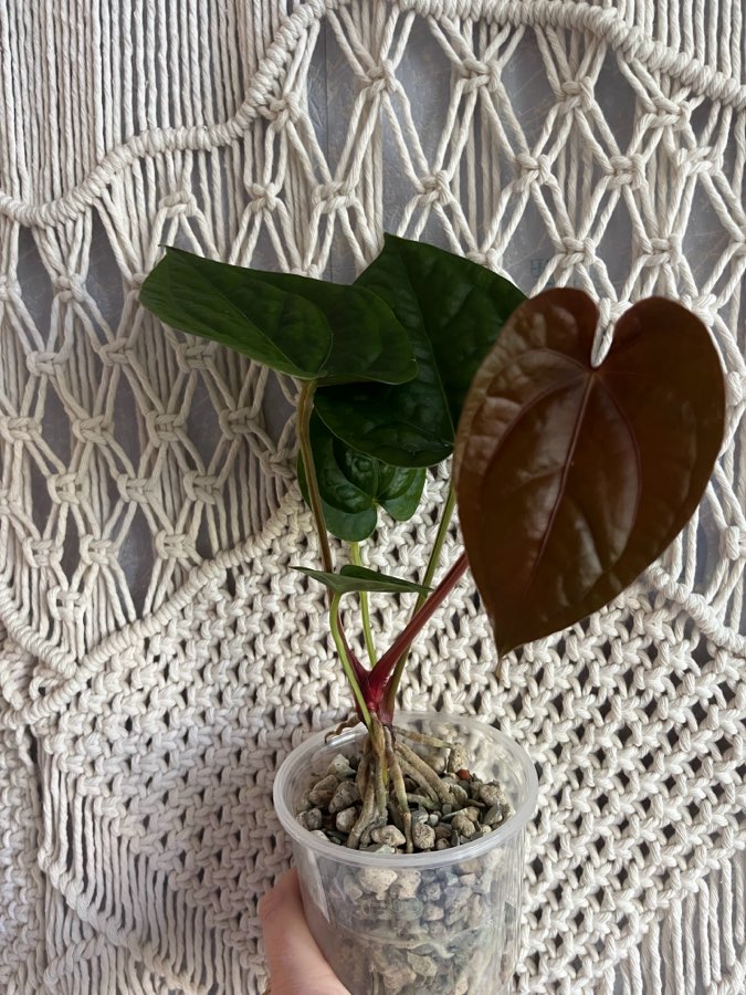 Anthurium Magnificum x Luxurians 2