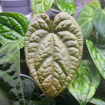 Anthurium Magnificum x Luxurians