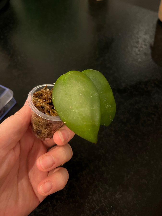 Hoya caudata Sumatra 3