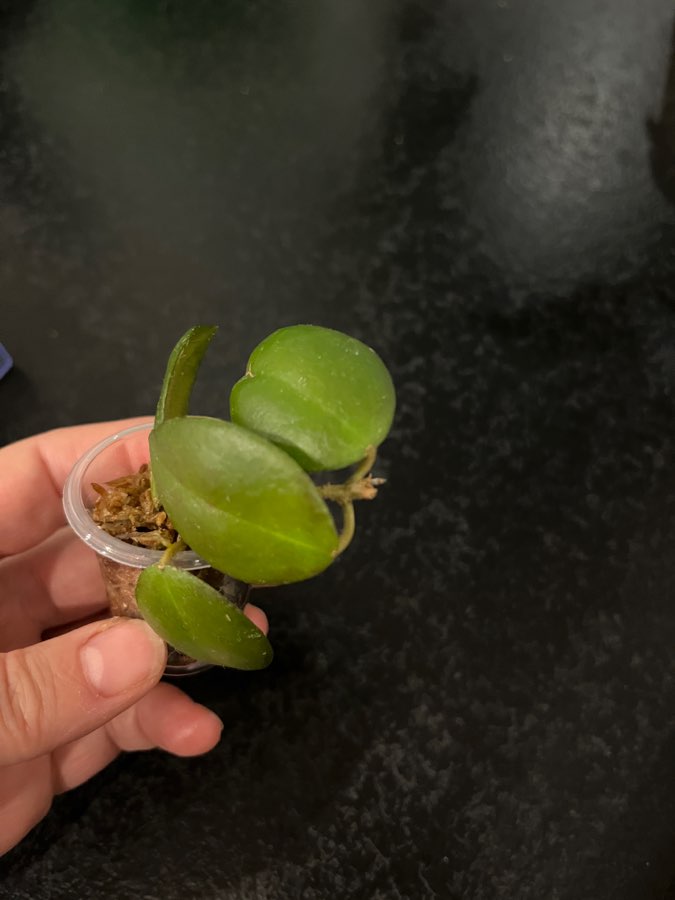 Hoya caudata Sumatra 4