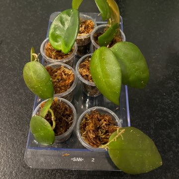 Hoya caudata Sumatra