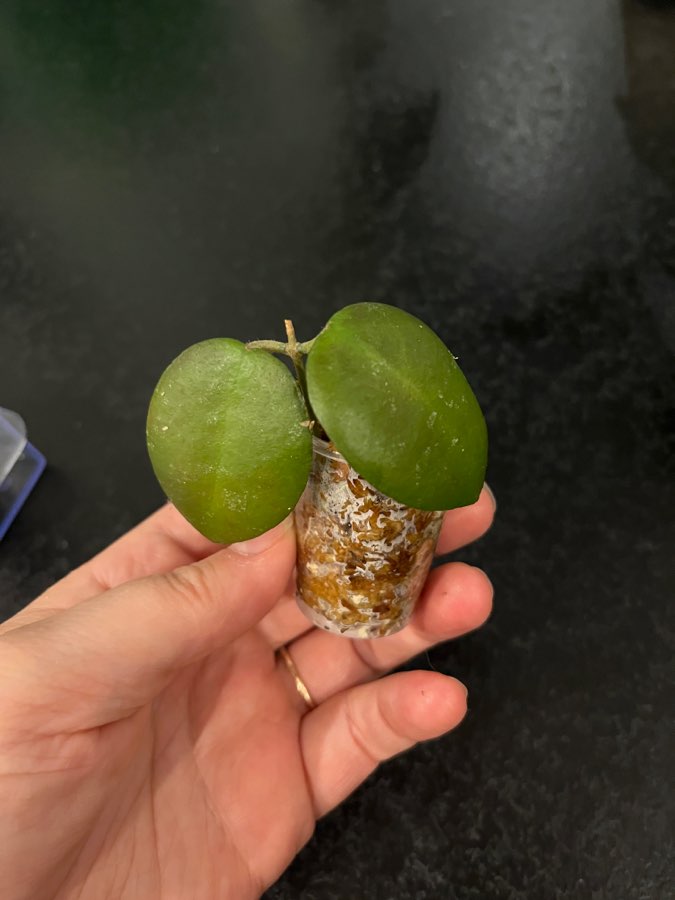 Hoya caudata Sumatra 5