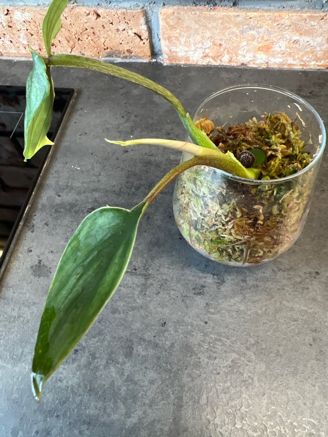 Philodendron plowmanii 2