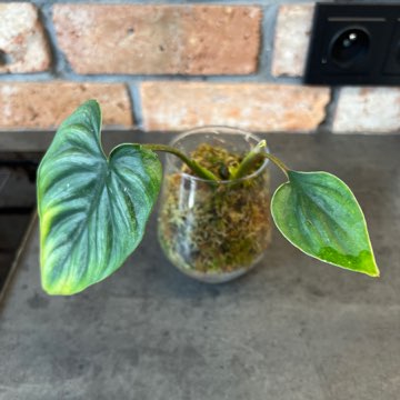 Philodendron plowmanii