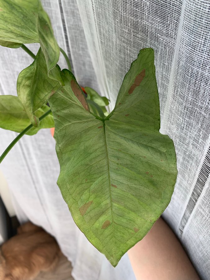 Syngonium milk confetti 2