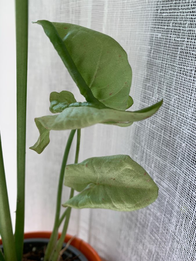 Syngonium milk confetti 4