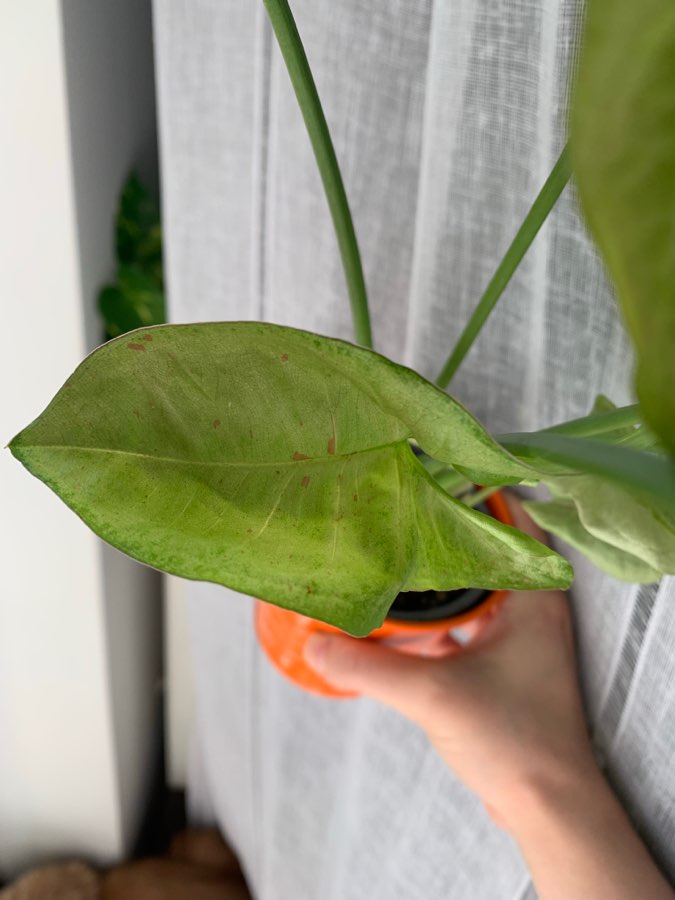 Syngonium milk confetti 3