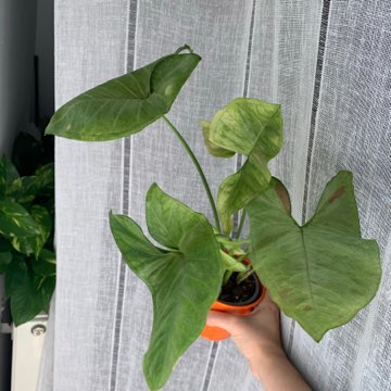 Syngonium milk confetti