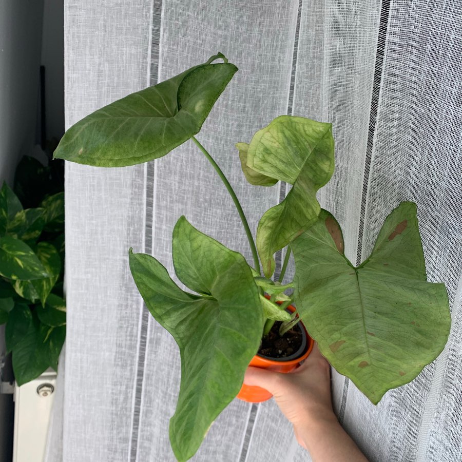 Syngonium milk confetti