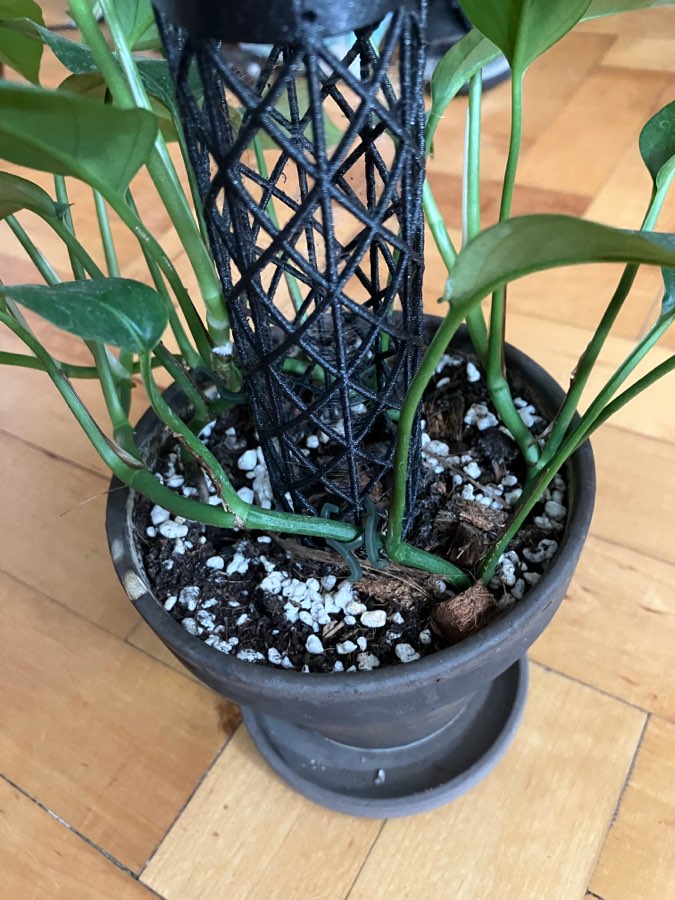 Epipremnum pinnatum 2