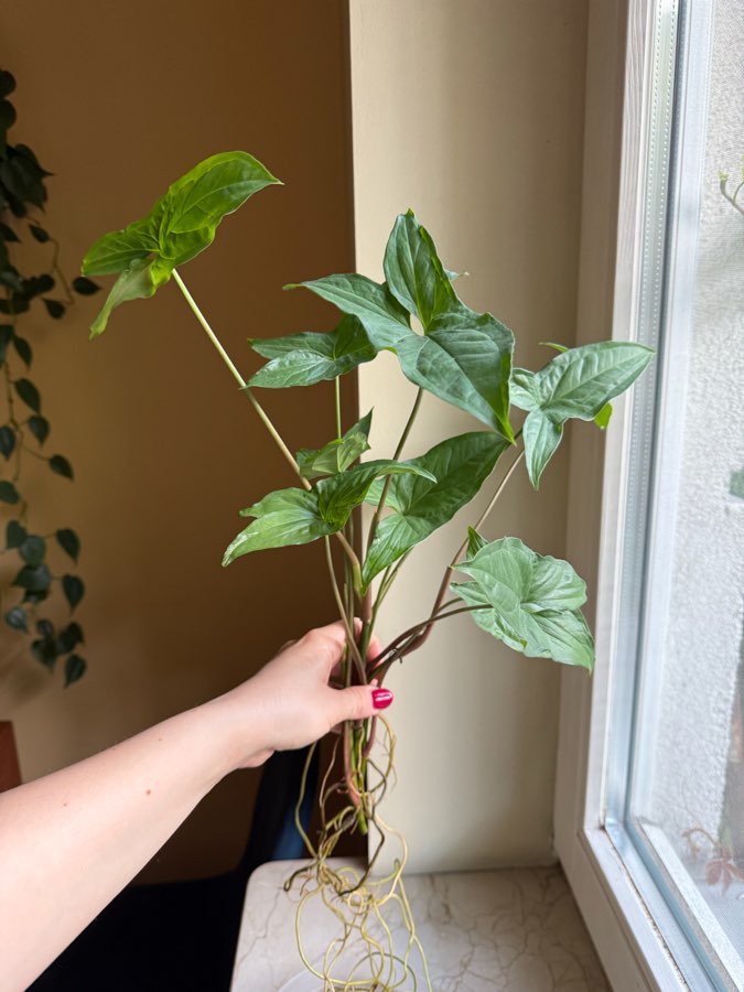 syngonium emerald gem 2