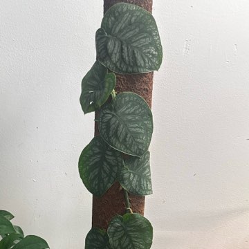Monstera Dubia