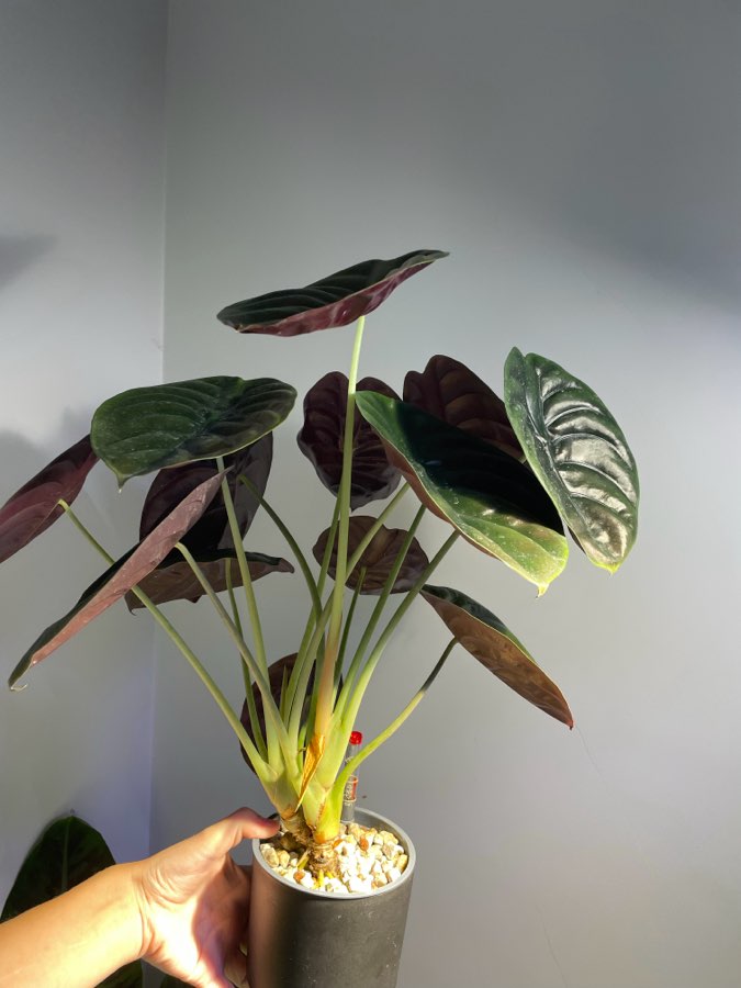 Alocasia Cuprea 2