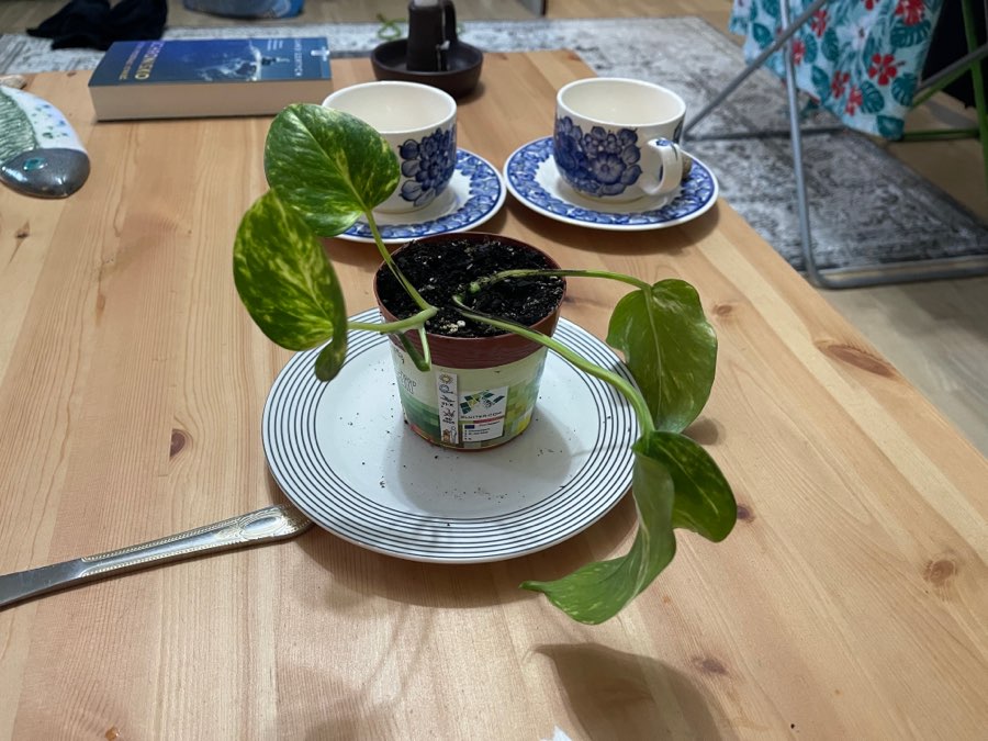Epipremnum złociste sadzonka 2