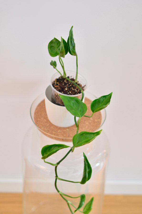 Epipremnum aureum ‚Godzilla’ 2