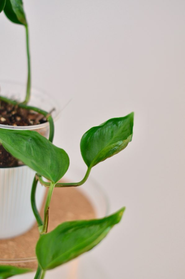 Epipremnum aureum ‚Godzilla’ 5