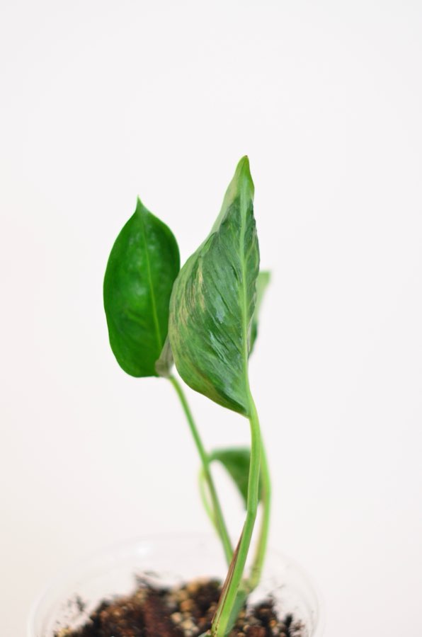Epipremnum aureum ‚Godzilla’ 4