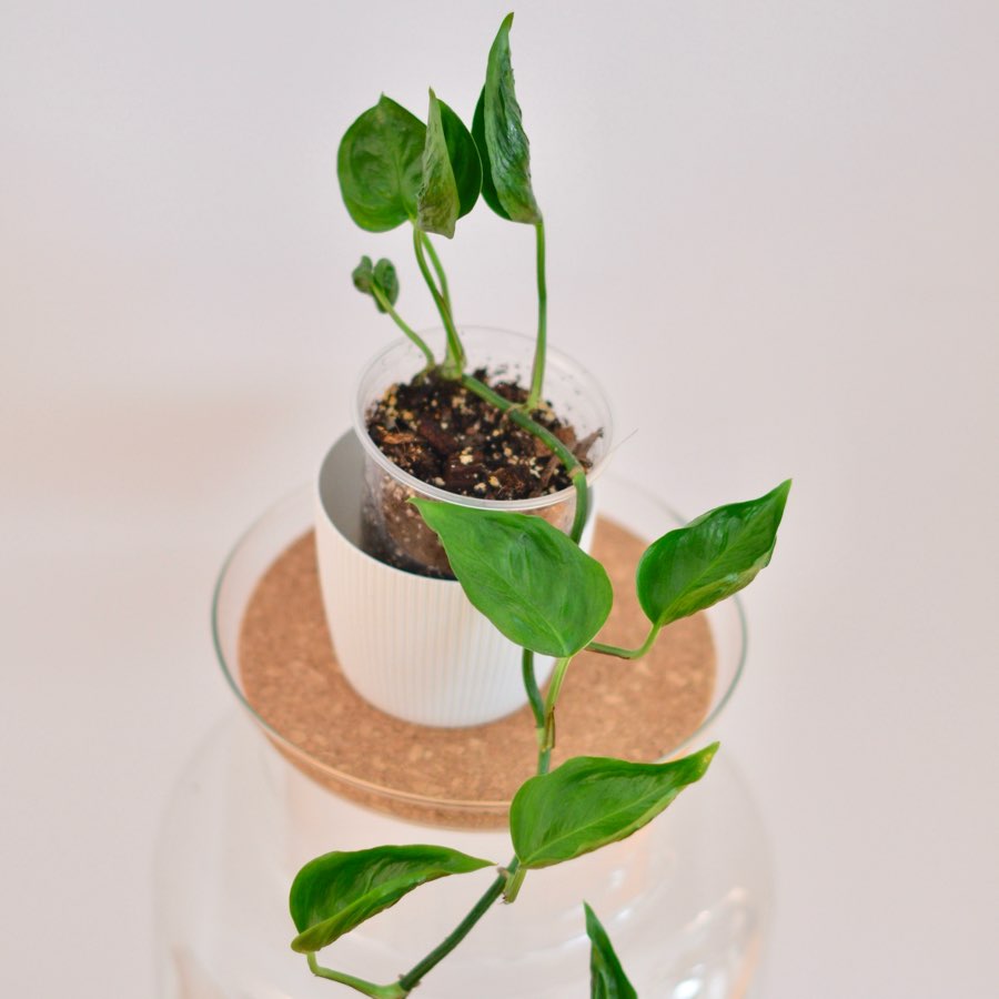 Epipremnum aureum ‚Godzilla’