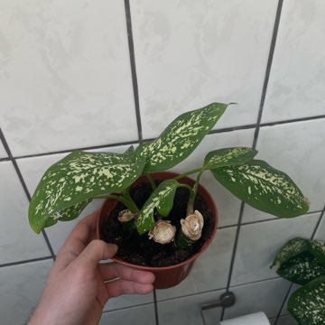 Dieffenbachia Seguine Tropic Rain