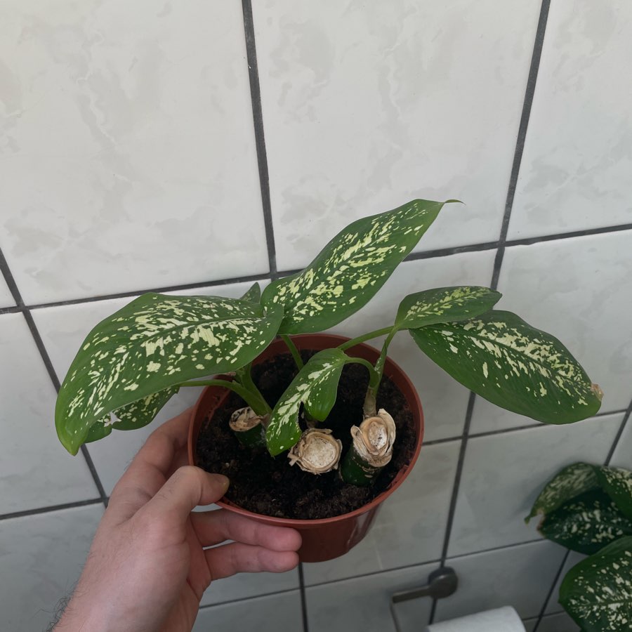 Dieffenbachia Seguine Tropic Rain