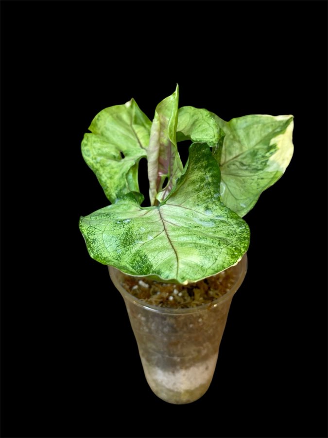 Syngonium Orm Thong Variegata 2