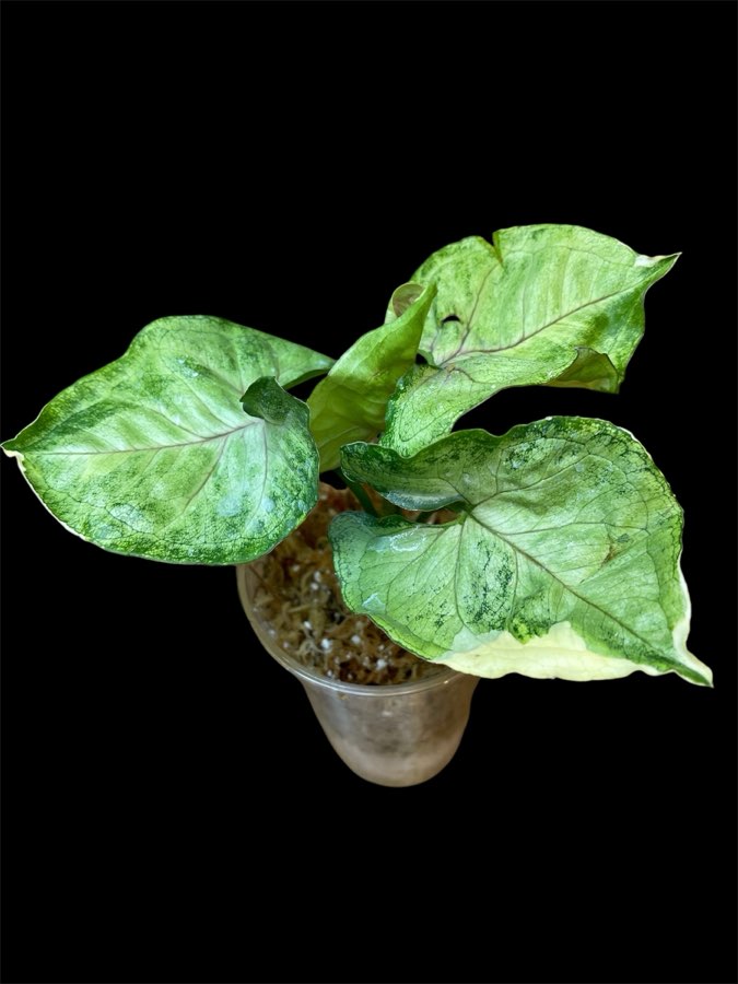 Syngonium Orm Thong Variegata 5