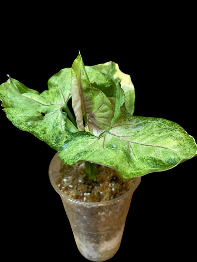 Syngonium Orm Thong Variegata 4