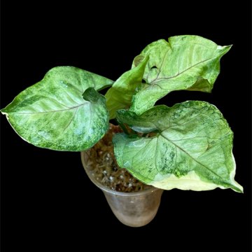 Syngonium Orm Thong Variegata