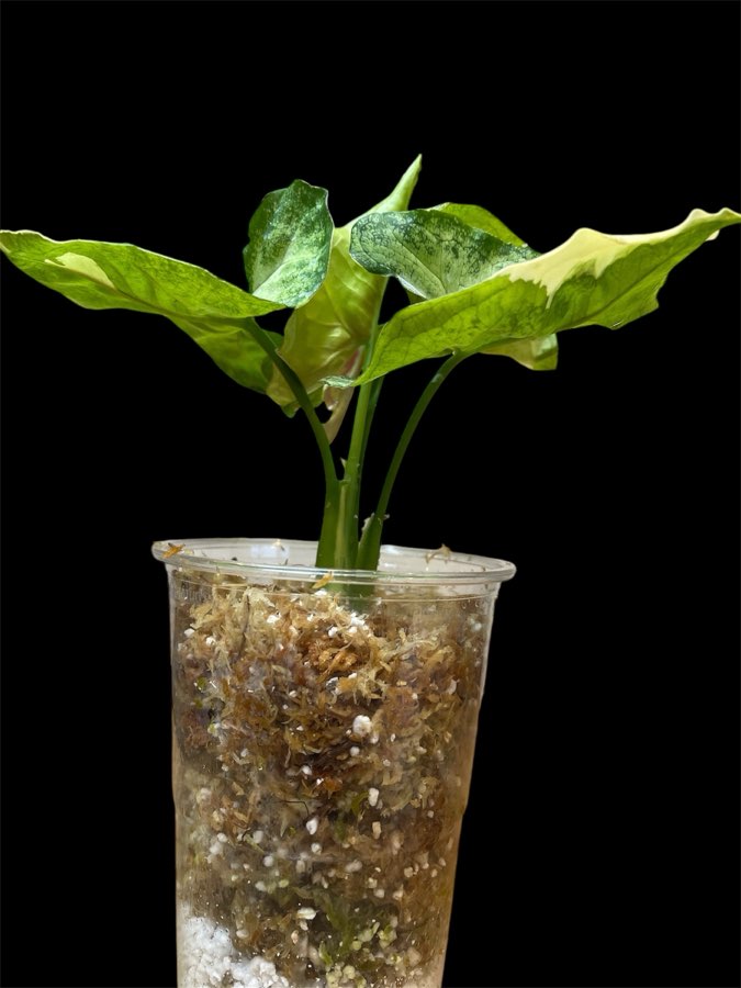 Syngonium Orm Thong Variegata 3