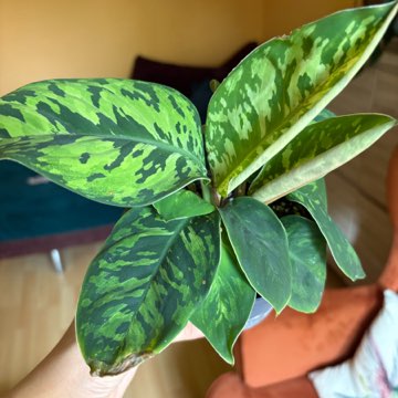 homalomena camouflage