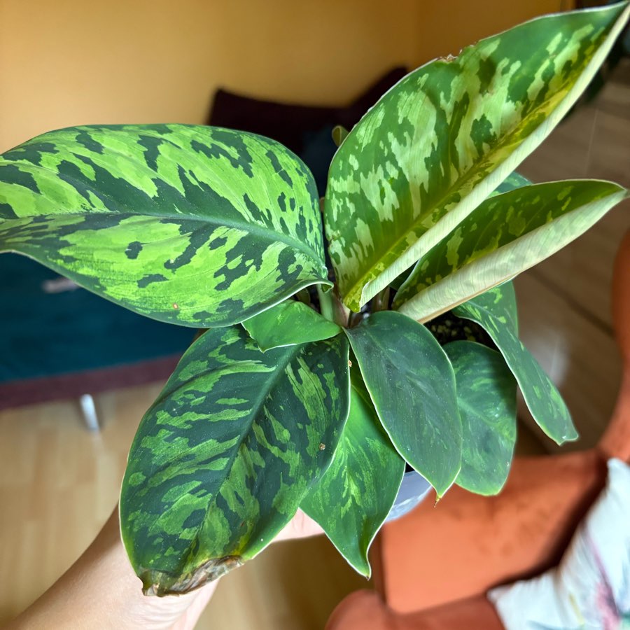 homalomena camouflage