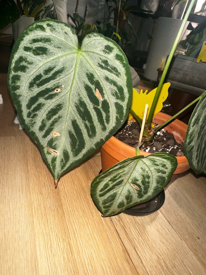 Anthurium Silver Blush 2