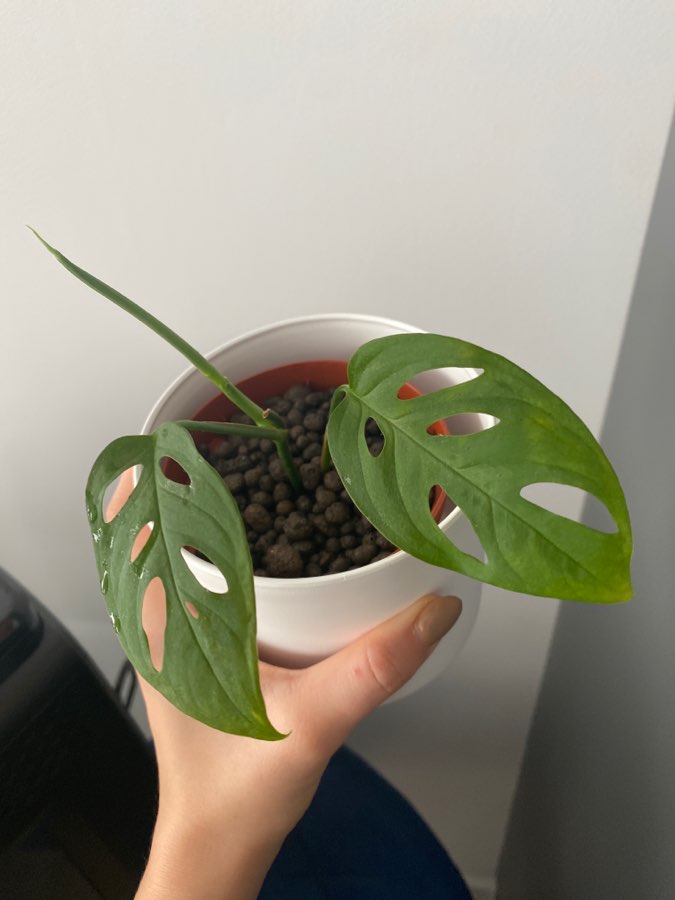 Monstera Laniata 3