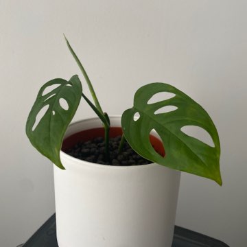 Monstera Laniata