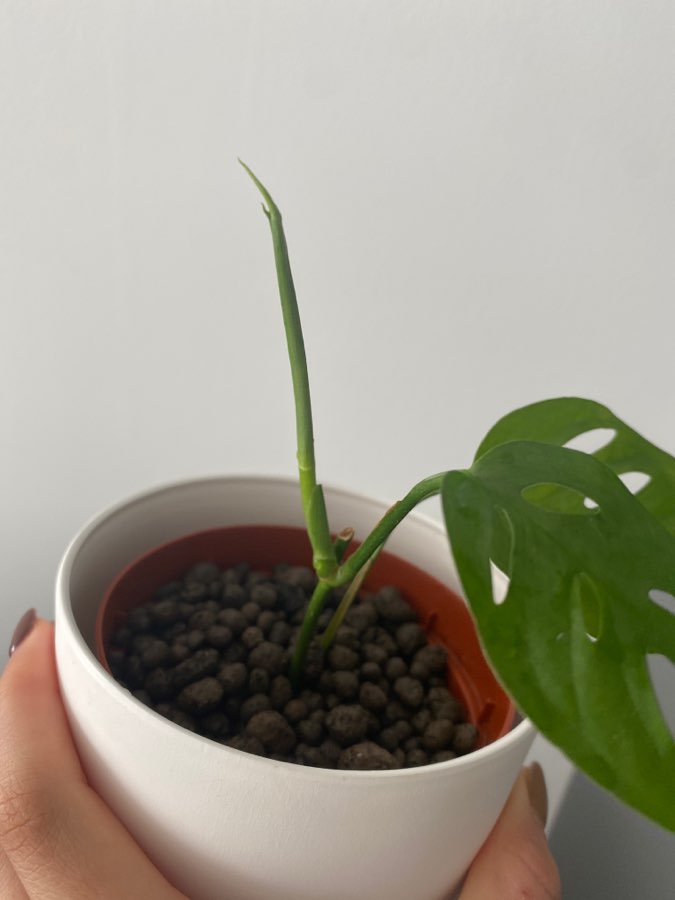 Monstera Laniata 2