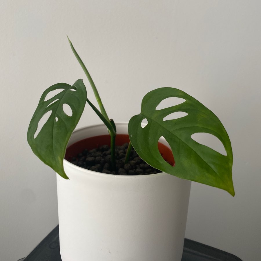 Monstera Laniata
