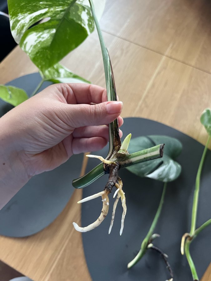 Monstera Variegata 4