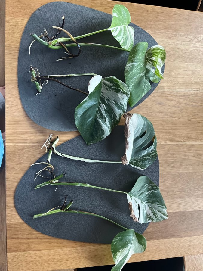 Monstera Variegata 2